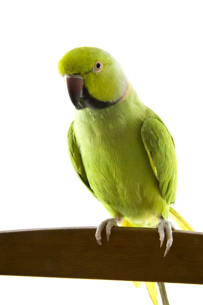 stock image Green parrot