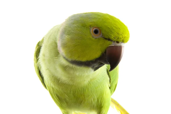 Green parrot — Stock Photo, Image