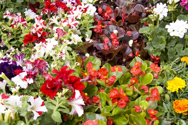 stock image Flowers in a shop