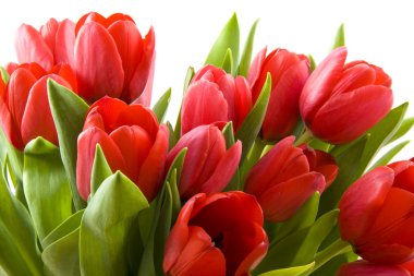 Tulips from Holland clipart