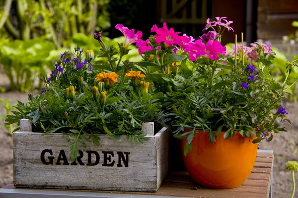 Jardín de flores —  Fotos de Stock