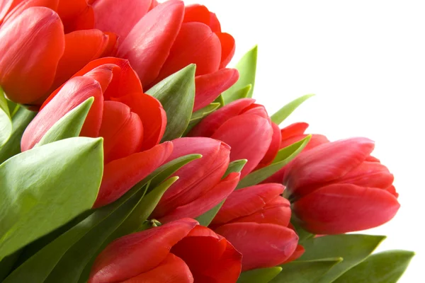 Tulpen uit amsterdam — Stockfoto