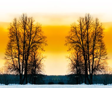 The bare trees in winter park. clipart