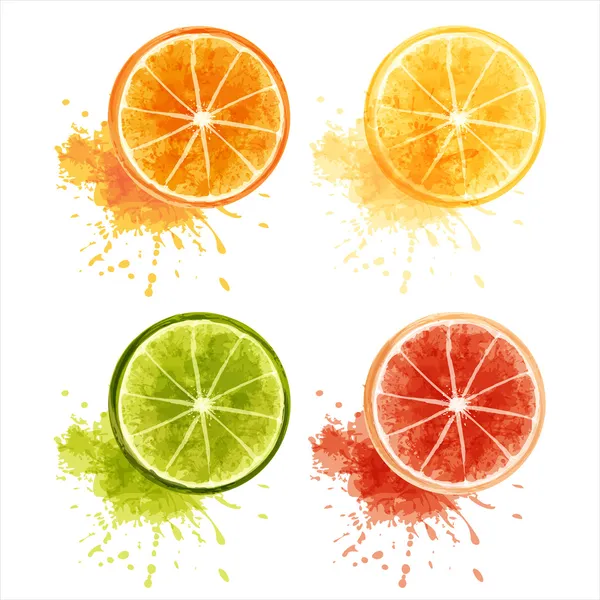 柑橘系の果物 — ストックベクタ
