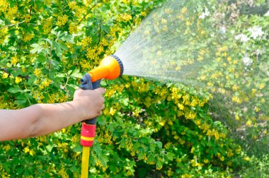 Watering the garden with a hose clipart