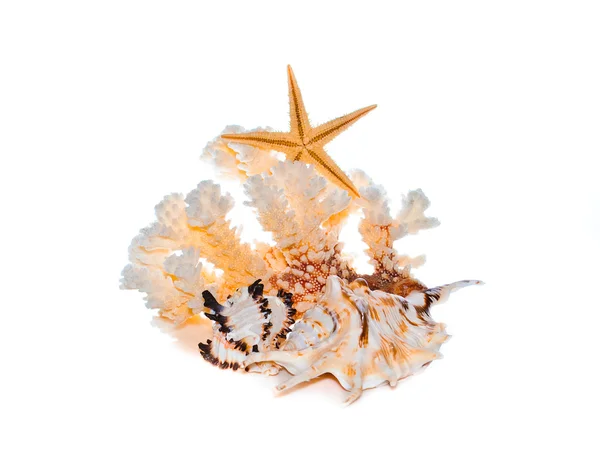 해양 산호와 조개 — 스톡 사진