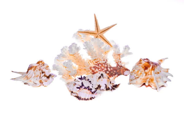 Морський корал і снаряди — стокове фото