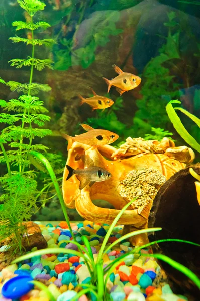 Aquarium fishes of different species — Stock Photo, Image