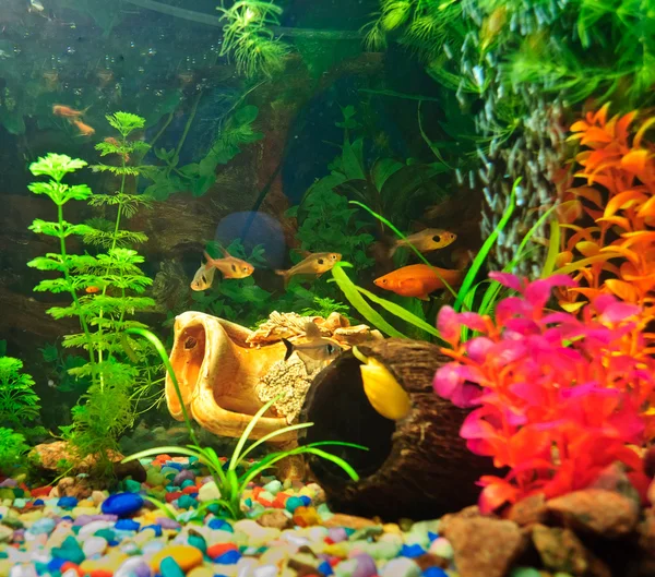Akvariefiskar av olika arter — Stockfoto