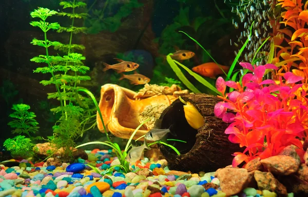 Aquarium fishes of different species — Stock Photo, Image