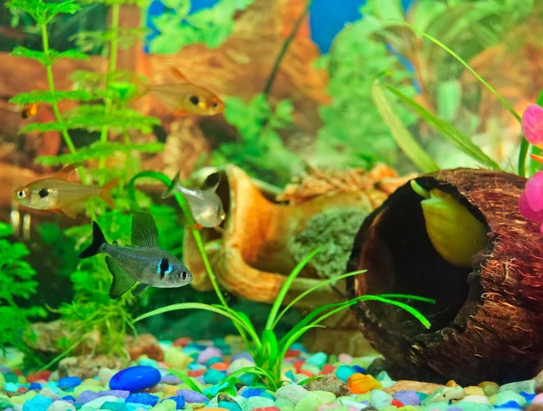 Aquarienfische verschiedener Arten — Stockfoto
