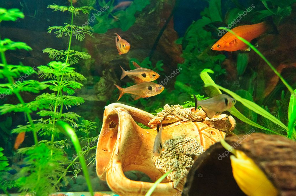 aquarium fishes of different