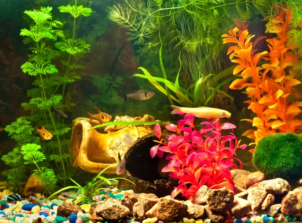 Aquário com plantas e peixes — Fotografia de Stock