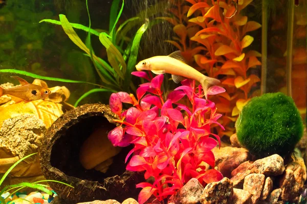 Аквариум с растениями и рыбами — стоковое фото