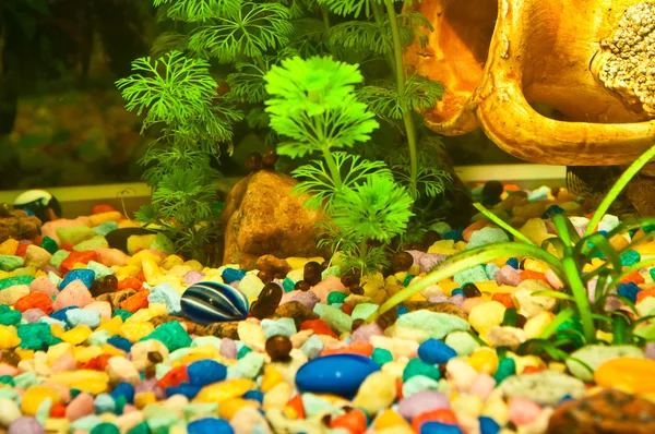 Aquarium mit Pflanzen und Fischen — Stockfoto