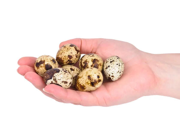 Quail eggs and hand — Stock Photo, Image