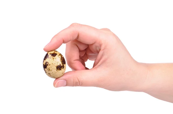 Bıldırcın yumurtası ve el — Stok fotoğraf