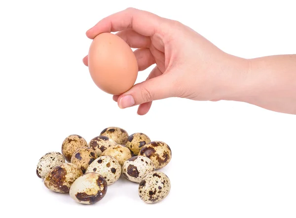 Bıldırcın yumurtası ve el — Stok fotoğraf