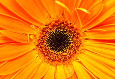 çiçek buketi gerbera