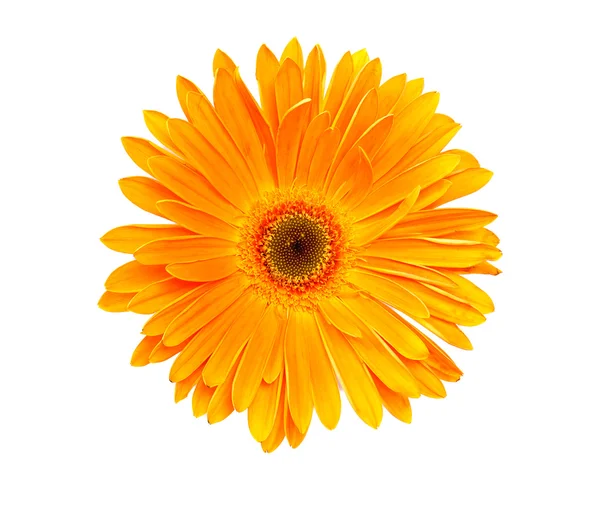 Blommig bukett gerbera — Stockfoto