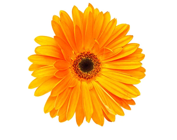 Kwiatowy bukiet gerbera — Zdjęcie stockowe