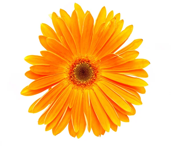 Virág csokor gerbera — Stock Fotó