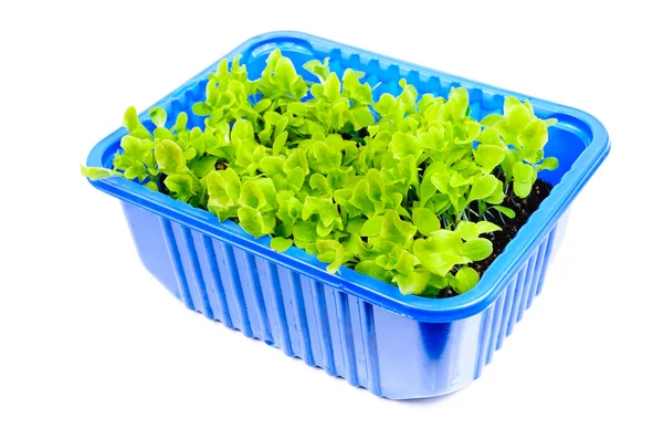 stock image Seedlings for the garden