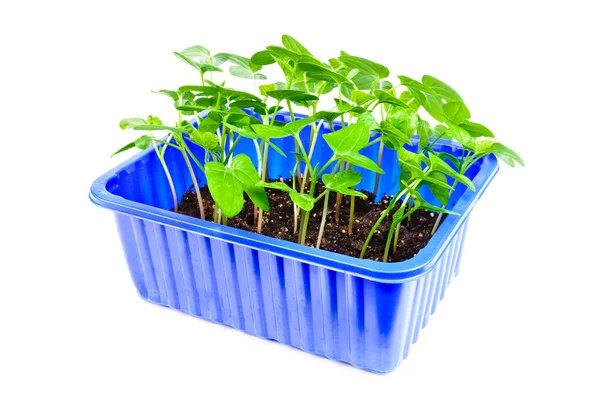 Stock image Seedlings for the garden