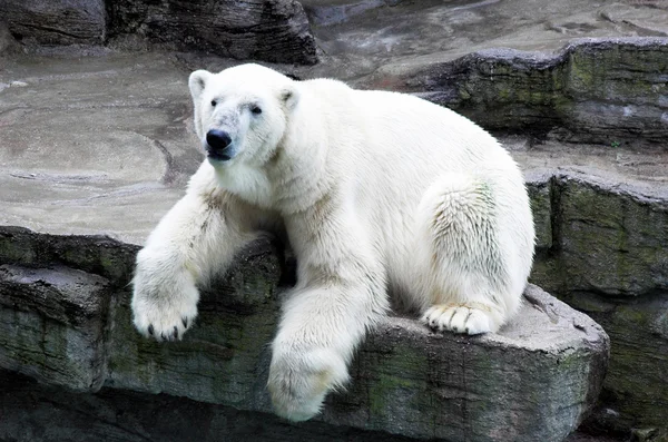 Polar bea — Stockfoto