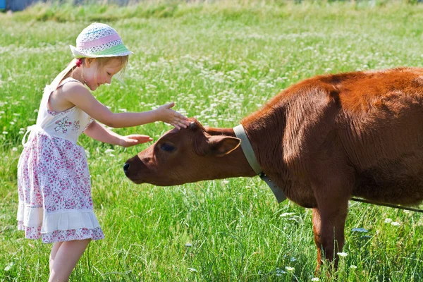 stock image Little girl with a calf