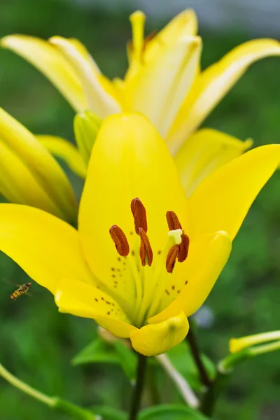 Квітка жовтих лілій — стокове фото