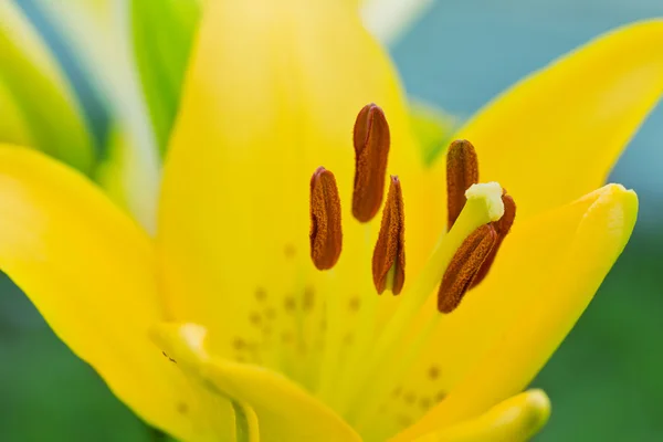 stock image Flower of yellow lilies