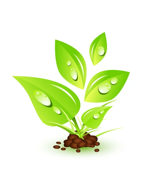 Naturpflanze — Stockvektor