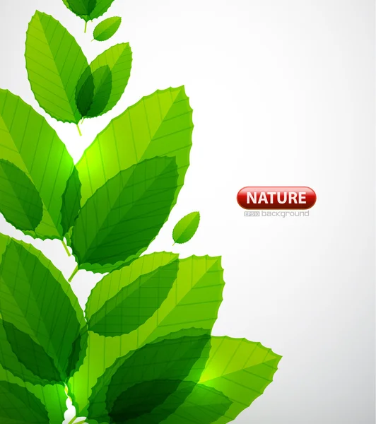 Letní strom zelený list — Stockový vektor
