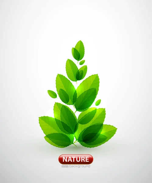 Feuille verte arbre d'été — Image vectorielle