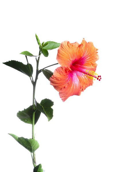 히 비 스커 스 꽃 — 스톡 사진