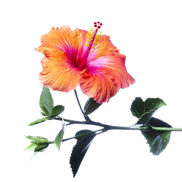 Цветы гибискуса — стоковое фото
