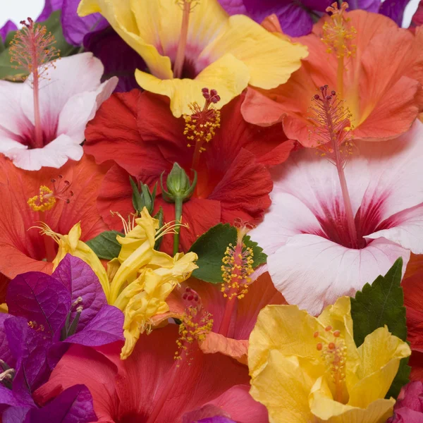 Hibiscus bloemen — Stockfoto