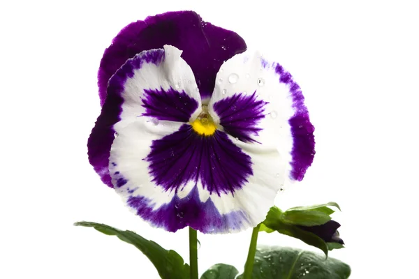 白で分離された白紫パンジー — ストック写真