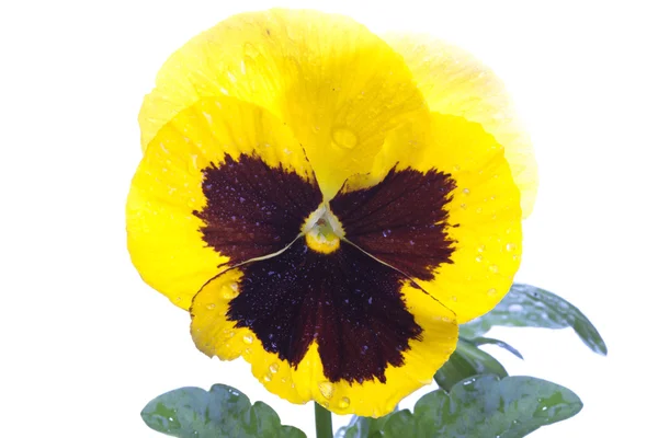 Geel paars viooltje geïsoleerd over Wit — Stockfoto