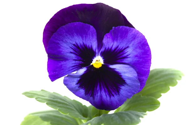 Blu viola pansy isolato su bianco — Foto Stock