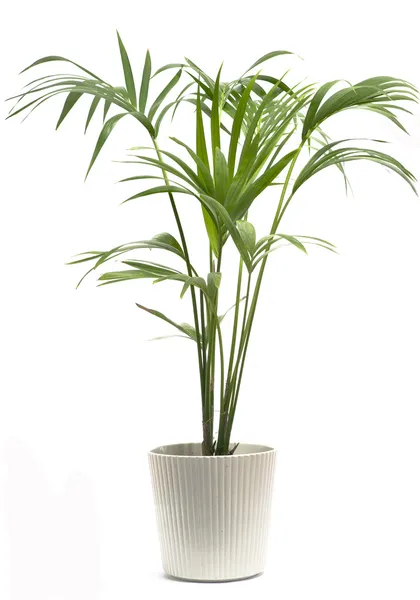 Palmeira Kentia — Fotografia de Stock