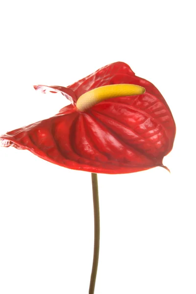Красный цветок антуриума, изолированный на белом — стоковое фото