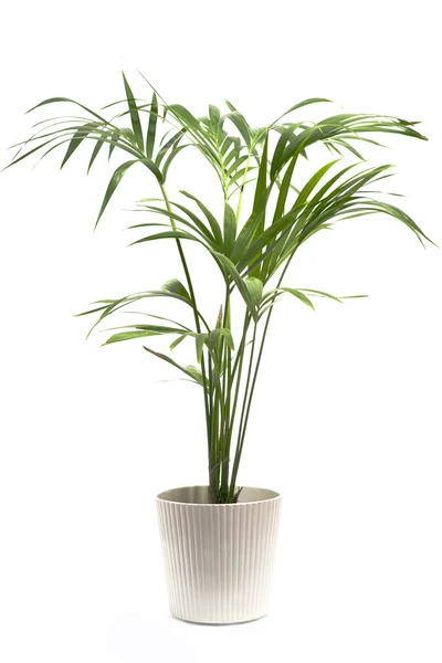 Kentia palmboom Stockfoto
