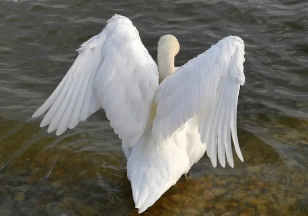 Vahşi beyaz melek - Kuğu — Stok fotoğraf