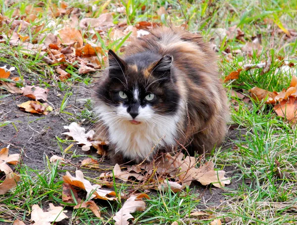 stock image Cat in autumn