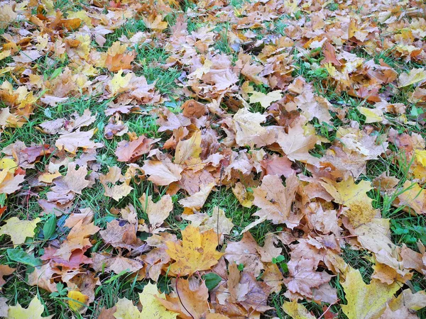 stock image Carpet of leaves in autumn