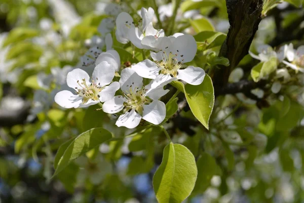 stock image Blossoming branch of a pear