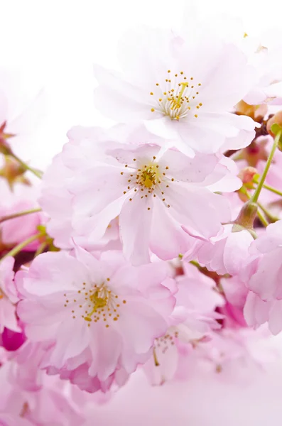 stock image Cherry flowers