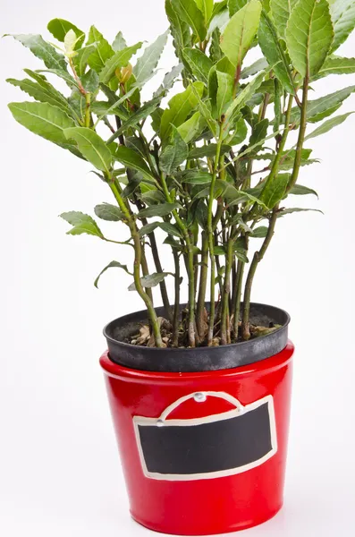 Spice laurel pot — Stock Photo, Image